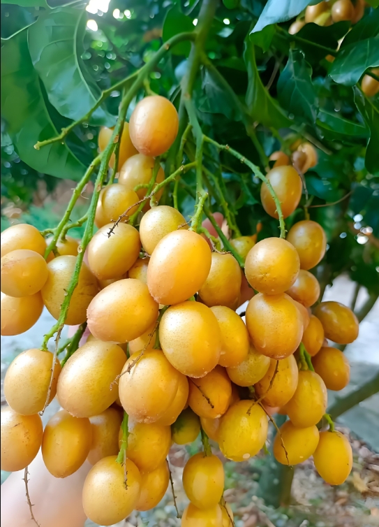 微信截图_20250710152427.png